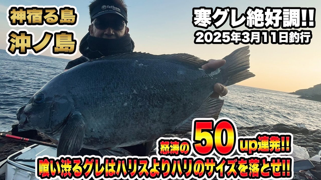 【グレ釣り 沖ノ島】今が激熱❕寒グレ絶好調❕潮が動かなくてもこんなに50アップが釣れる❕❔沖ノ島のポテンシャル恐るべし❕❕#沖ノ島 #磯釣り  #グレ釣り  #フカセ釣り