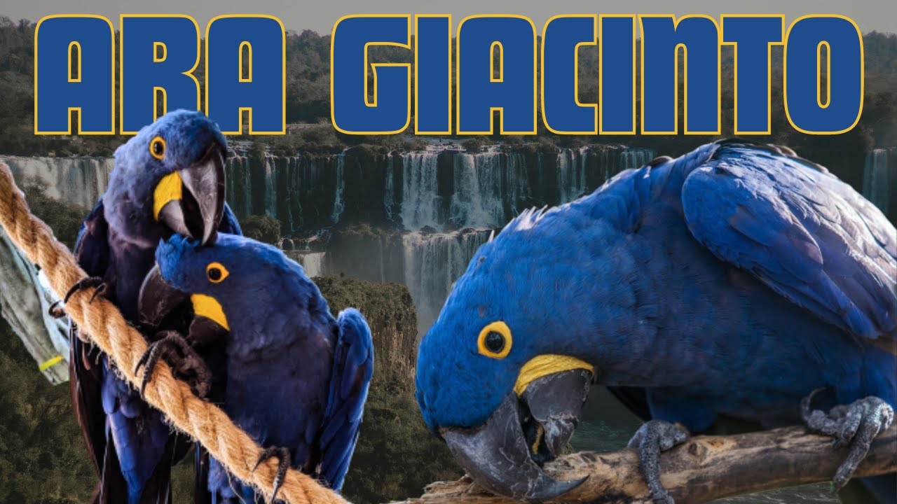 L' Ara Giacinto: il pappagallo più grande al mondo. #parrots  #pappagalli #ara