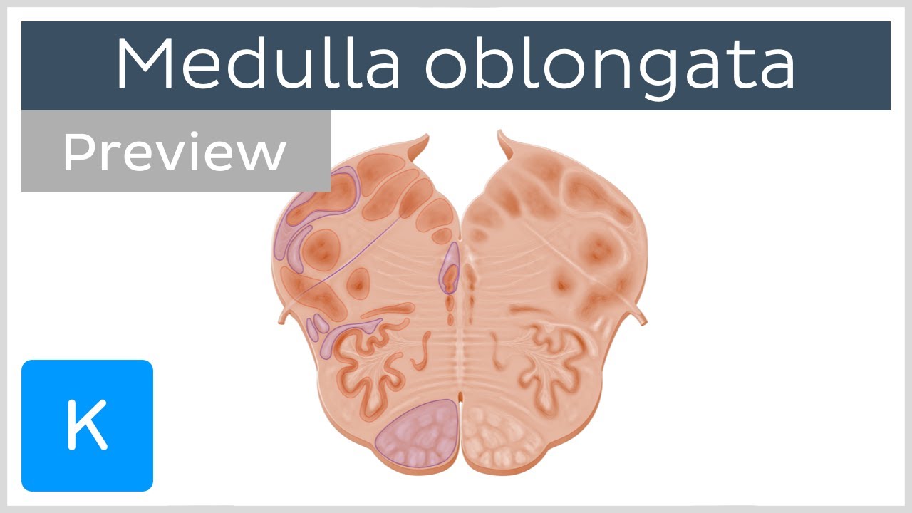 Medulla oblongata: vagus nerve level (preview) - Human Anatomy |&nbsp;Kenhub