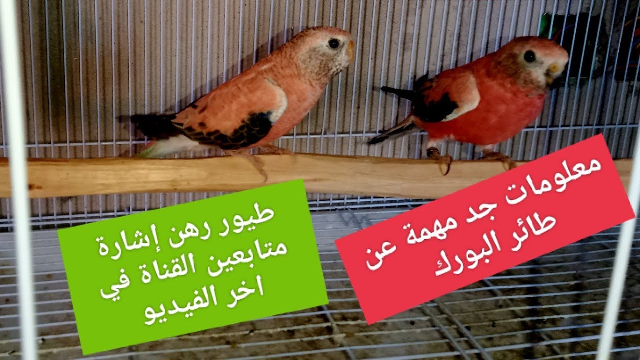 معلومات جد مهمة عن تربية ببغاء البورك غوز#Bourke roseطيور باثمنة جد مناسبة عرض خاص بالمشاهدين الكرام