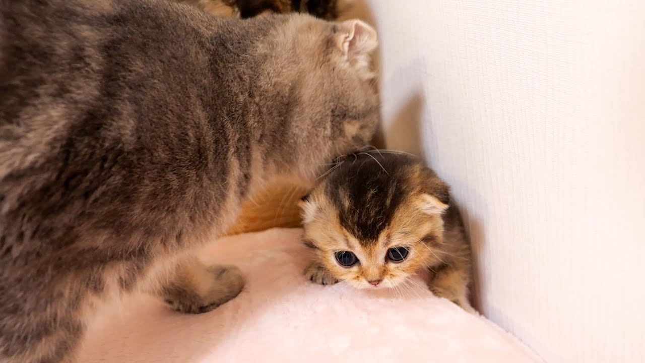 Срочная помощь котёнку! Позвоните маме!