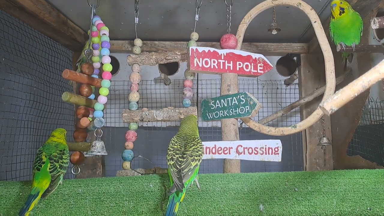 “When your pet is funnier than your friends 😂🦜”