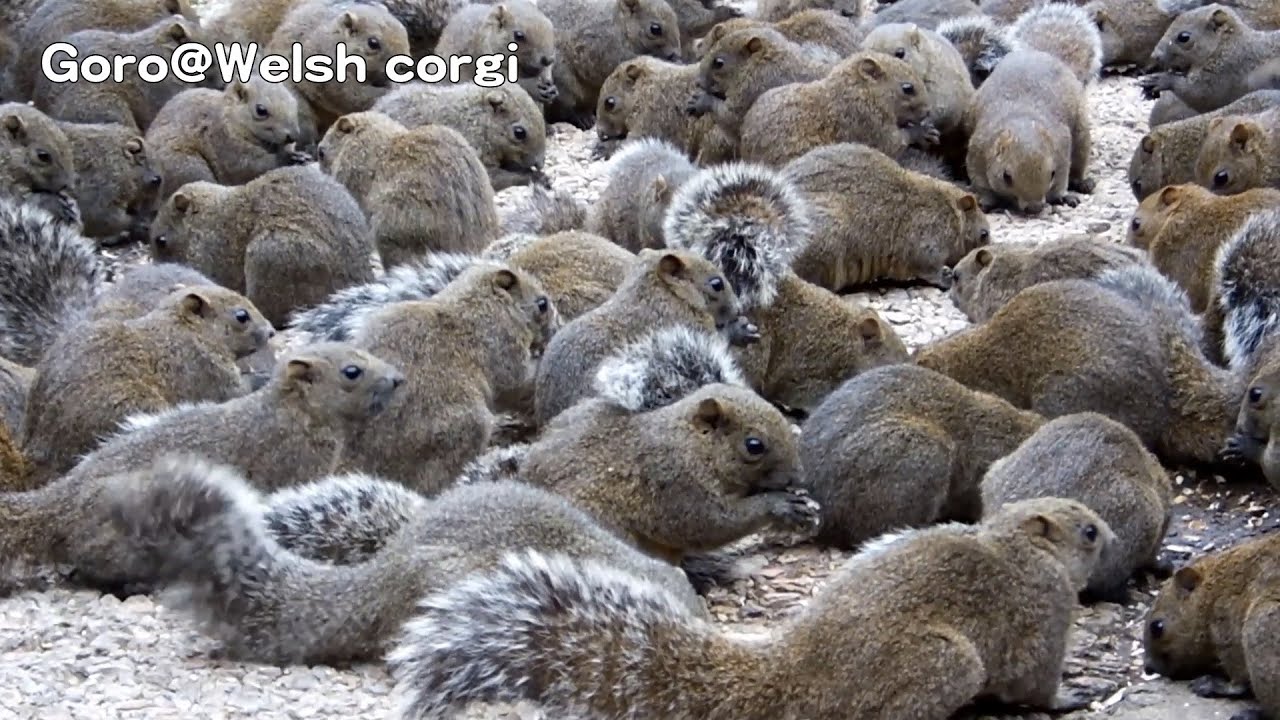 lots Squirrels / リス軍団のお食事タイム 20150114 Machida Squirrel park 町田リス園