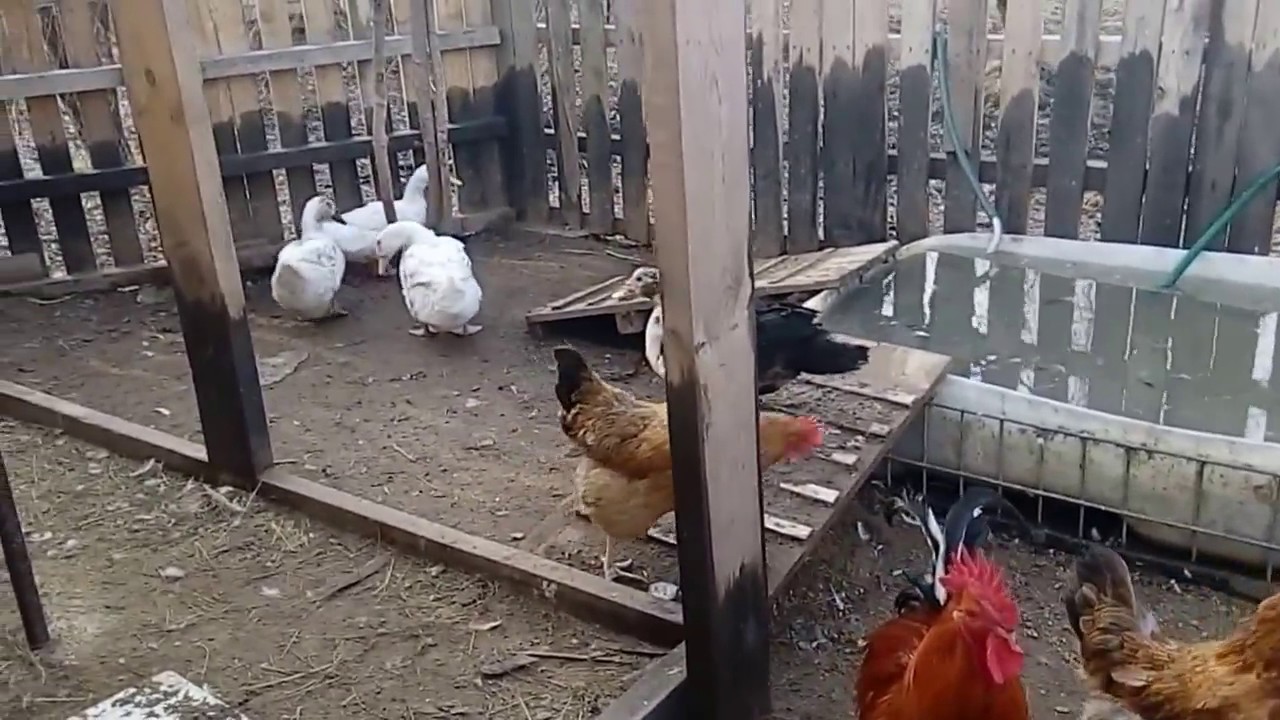 Утятник, обзор после года эксплуатации.