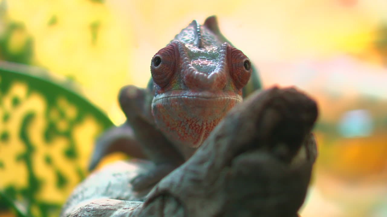 So Minnesota: Twin Cities Reptiles has sold lizards and snakes for nearly a half of century