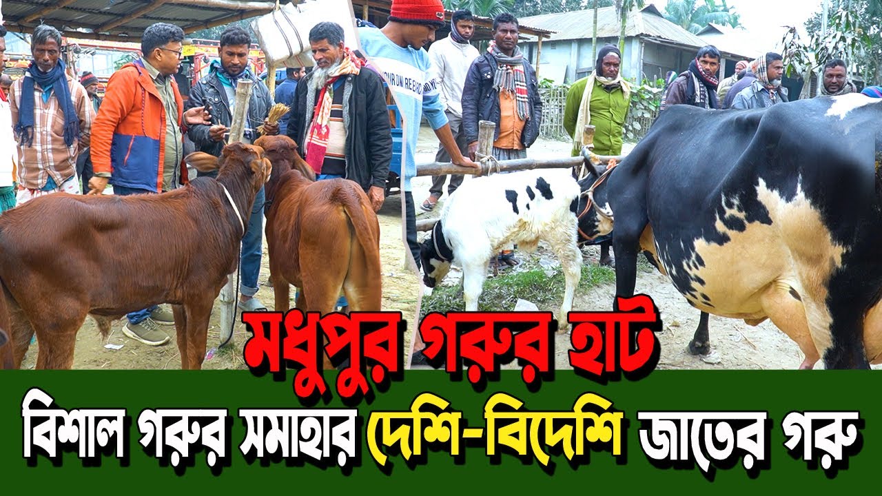 উত্তরবঙ্গের সেরা মধুপুর গরুর হাট | দেশি-বিদেশি গরুর বিশাল সমাহার | Rongpur Modhupur Hat Cow Price