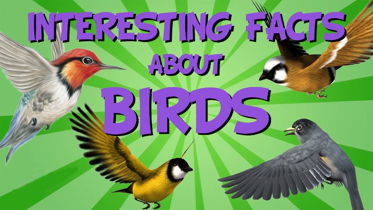 Top 5 interesting facts about birds