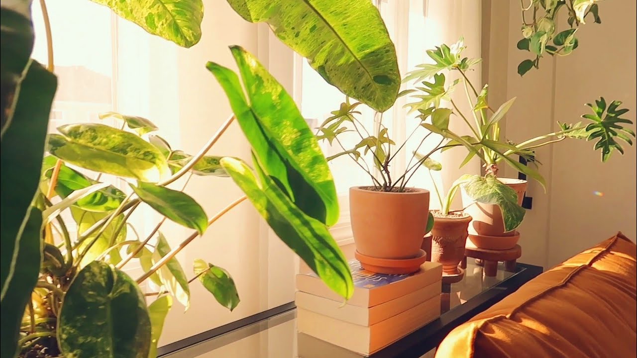 New Houseplant Imports 🪴 Rehab Process, Updates & Repot