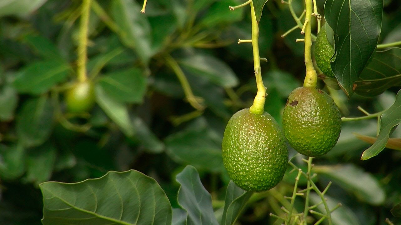 The Avocado,  a Crop with a Taste of Tradition - TvAgro por Juan Gonzalo Angel
