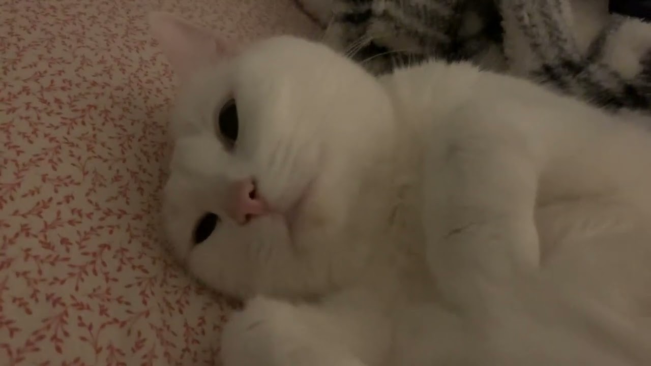 Purring White Cat (ASMR I Hope)