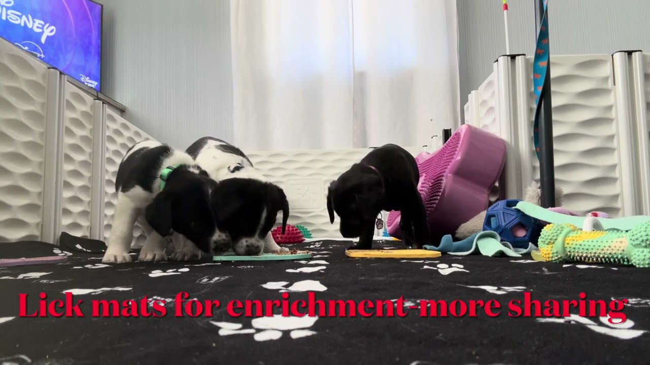 Foster Pups, Darby, Shelby & Piper 8 weeks