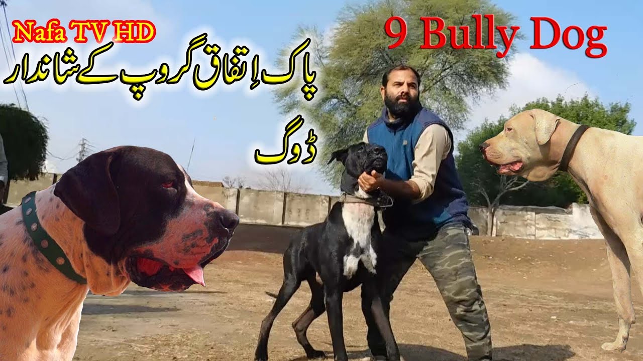 Top Class 9 Bully dogs of malik Ayyaz Husain khokher By Nafa TV HD