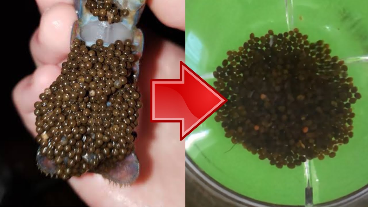 BAGAIMANA CARA MERONTOKAN TELUR LOBSTER AIR TAWAR DAN MENGINKUBASINYA!!?