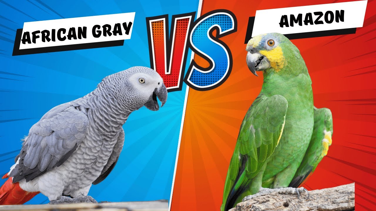 how to choses African Gray Vs Amazon Parrot