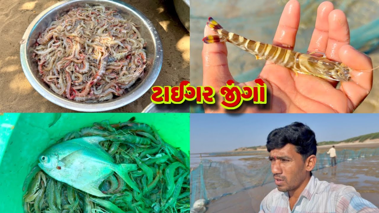 મસબા ની મચ્છી દરીયા ના કાઠે આવી ગઈ 🐠 jinga fishing 🍤 dariyai khedut