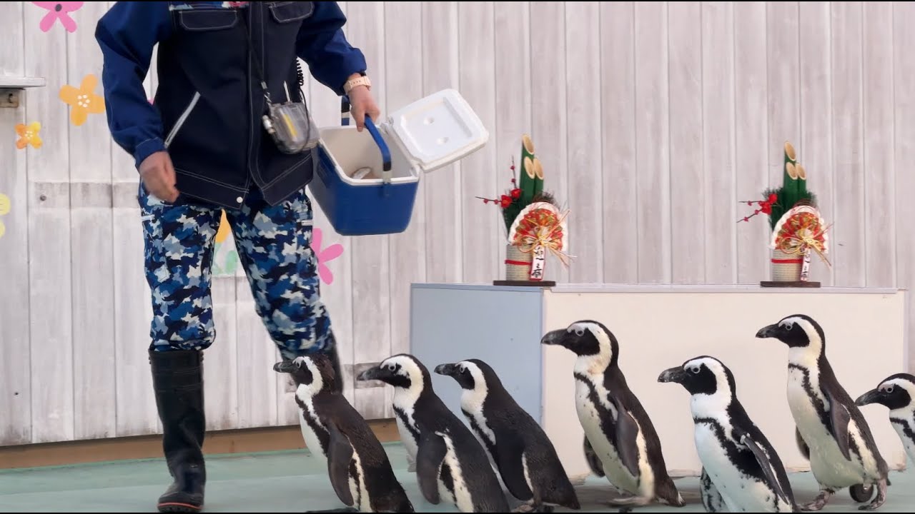 自由すぎるケープペンギンのおやつタイム｜アジ丸飲み ふれあいパフォーマンス 横浜・八景島シーパラダイス #ふれあいラグーン