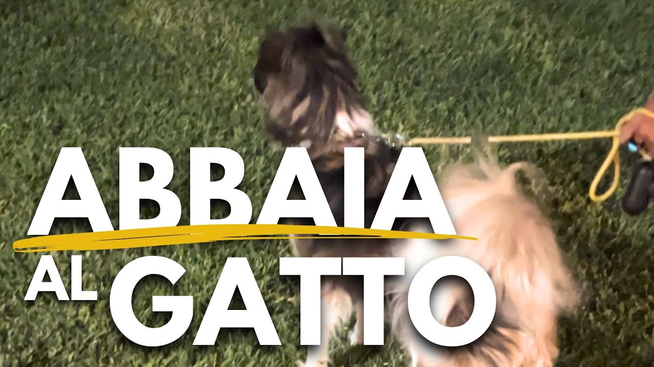 Come insegnare al cane a non abbaiare al gatto