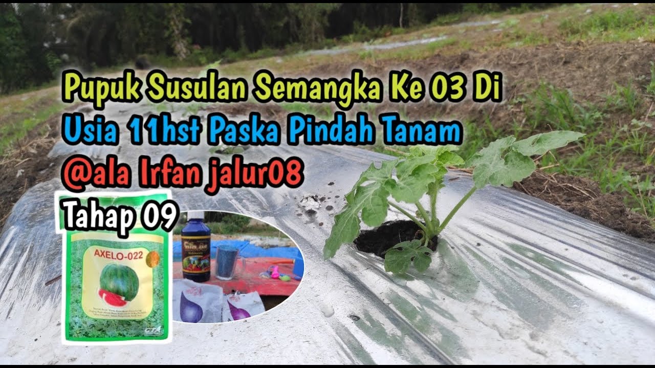 Pupuk Susulan Ke 03 Semangka Paska Pindah Tanam Agar Tumbuh Sehat & Subur @ala Irfan jalur08