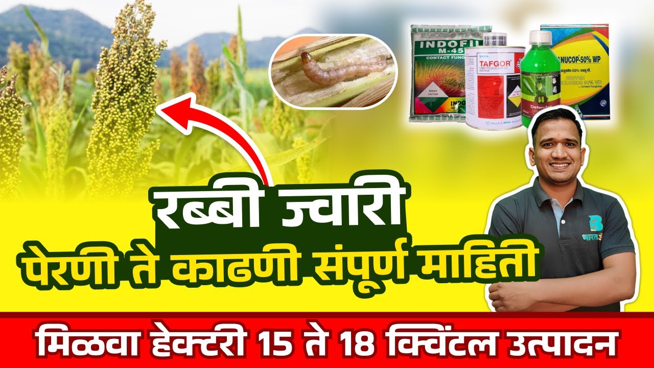 रब्बी ज्वारी पेरणी | rabbi jwari lagwad | jawari lagwad | #sorghum #farming
