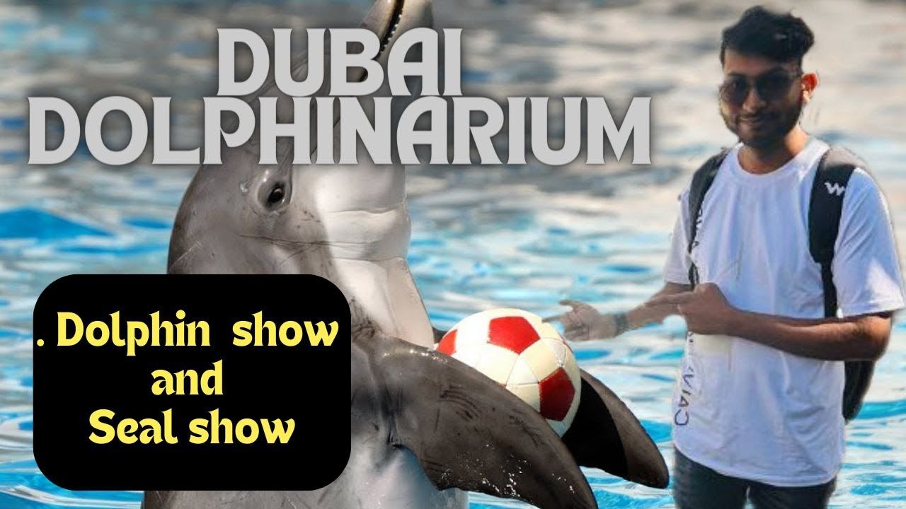 Dolphin show creek park dubai | Dolphinarium ticket price