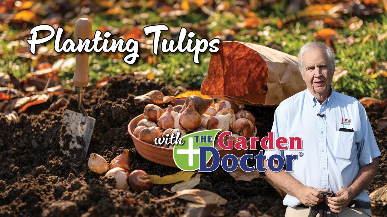 Planting Tulips