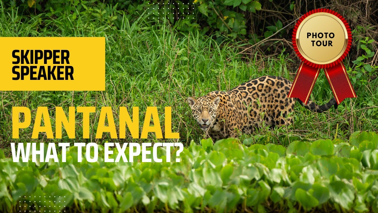 Pantanal Wildlife - What to expect?