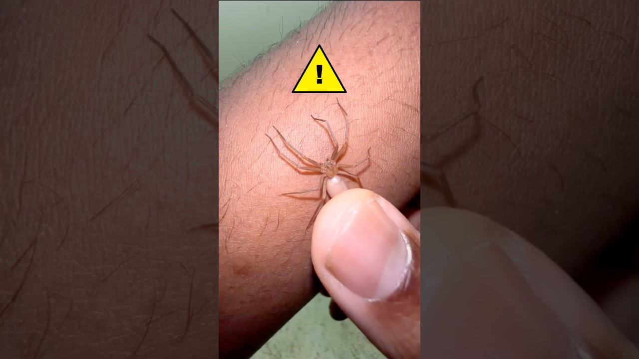 Brown Recluse BITE ATTEMPT!!! ⚠️