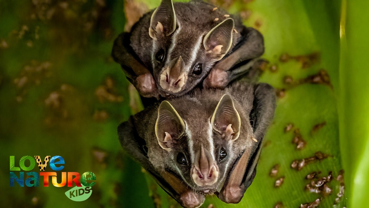 The Largest Bat in the Country! 🦇 | Secrets of Wild Australia 103