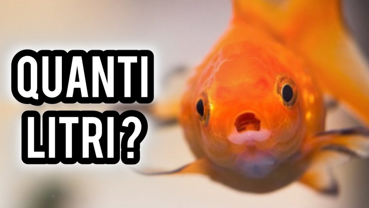 Quanti litri d'acqua per i PESCI ROSSI ?