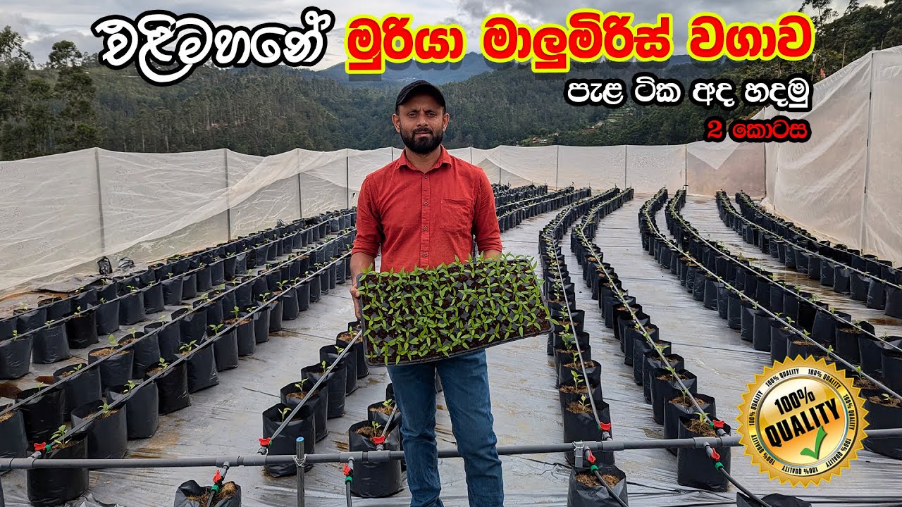 එළිමහනේ මුරියා මාළු මිරිස් වගාව | අද පැල හදමු | Capsicum Farming | Smart Agri 0769808008