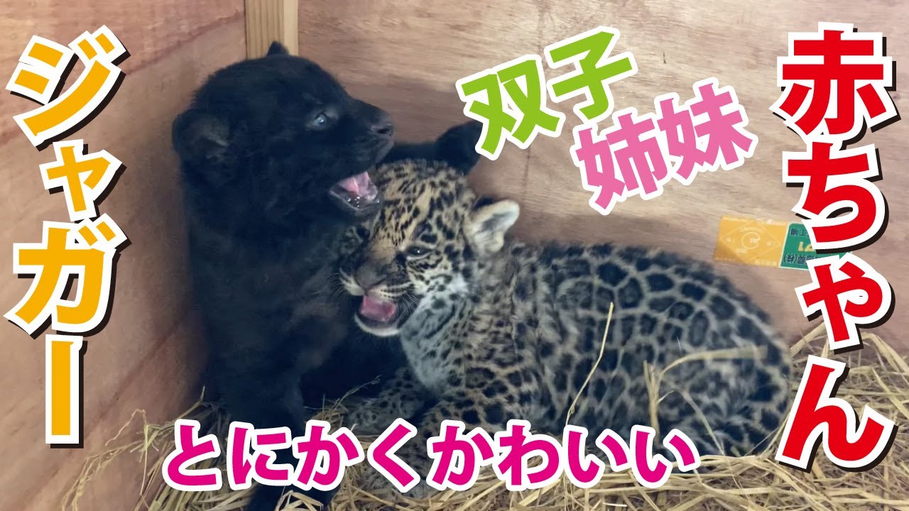 【日本平動物園】おうちDEMOどうぶつえん『ジャガーに双子の姉妹赤ちゃん誕生♪とにかくかわいい!!』