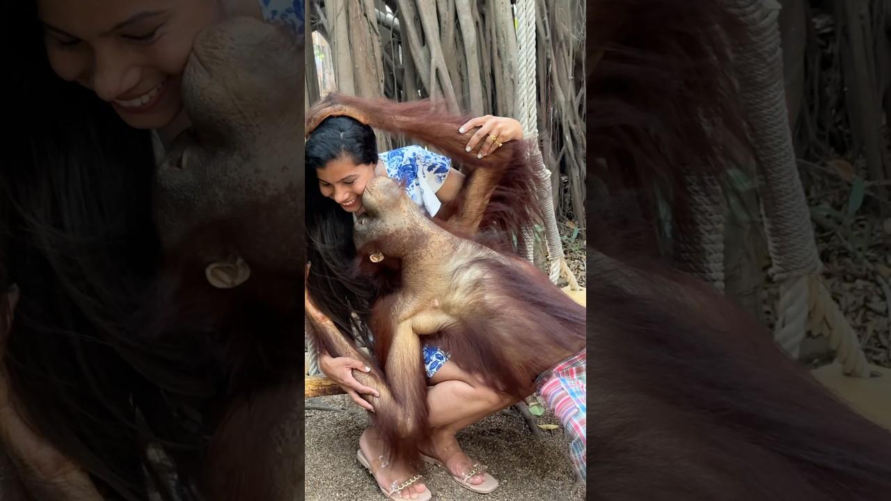 Chimpanzi to Mjhe Khaa Jata Aaj 🐒🦍🦧#monkey #chimpanzee #animal #thailand #tourist #safariworld