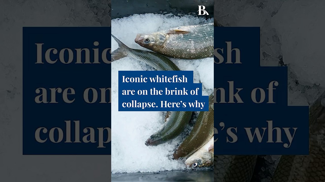 Why Whitefish are in Trouble