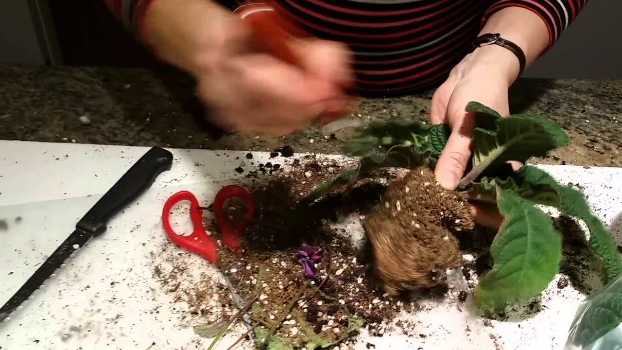 Streptocarpus divisions #3