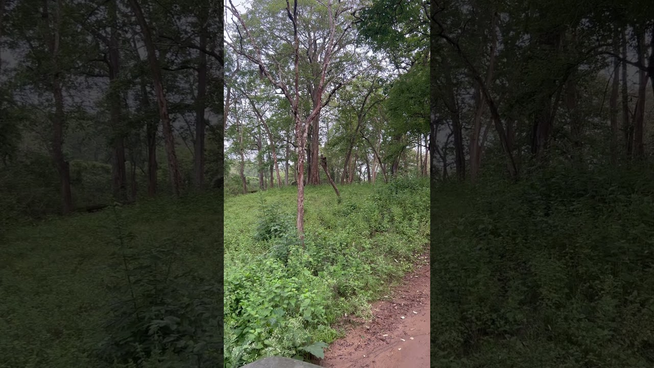 Elephant from kabini 
