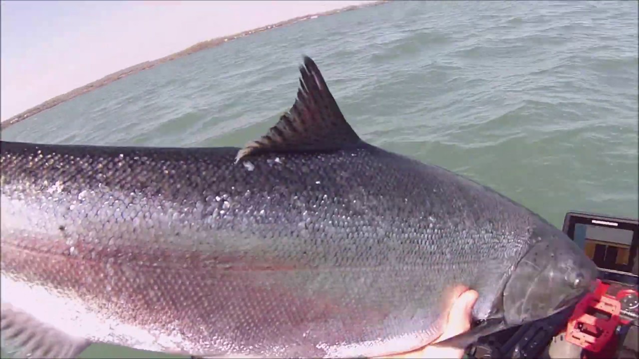 Kayak Trolling Lake Ontario For Salmon