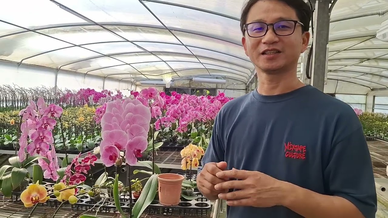 2026研帥蘭園主人張家禎新春蘭花推薦／研帥珍珠，黃金福蝶蘭，粉紅超跑蘭花介紹。