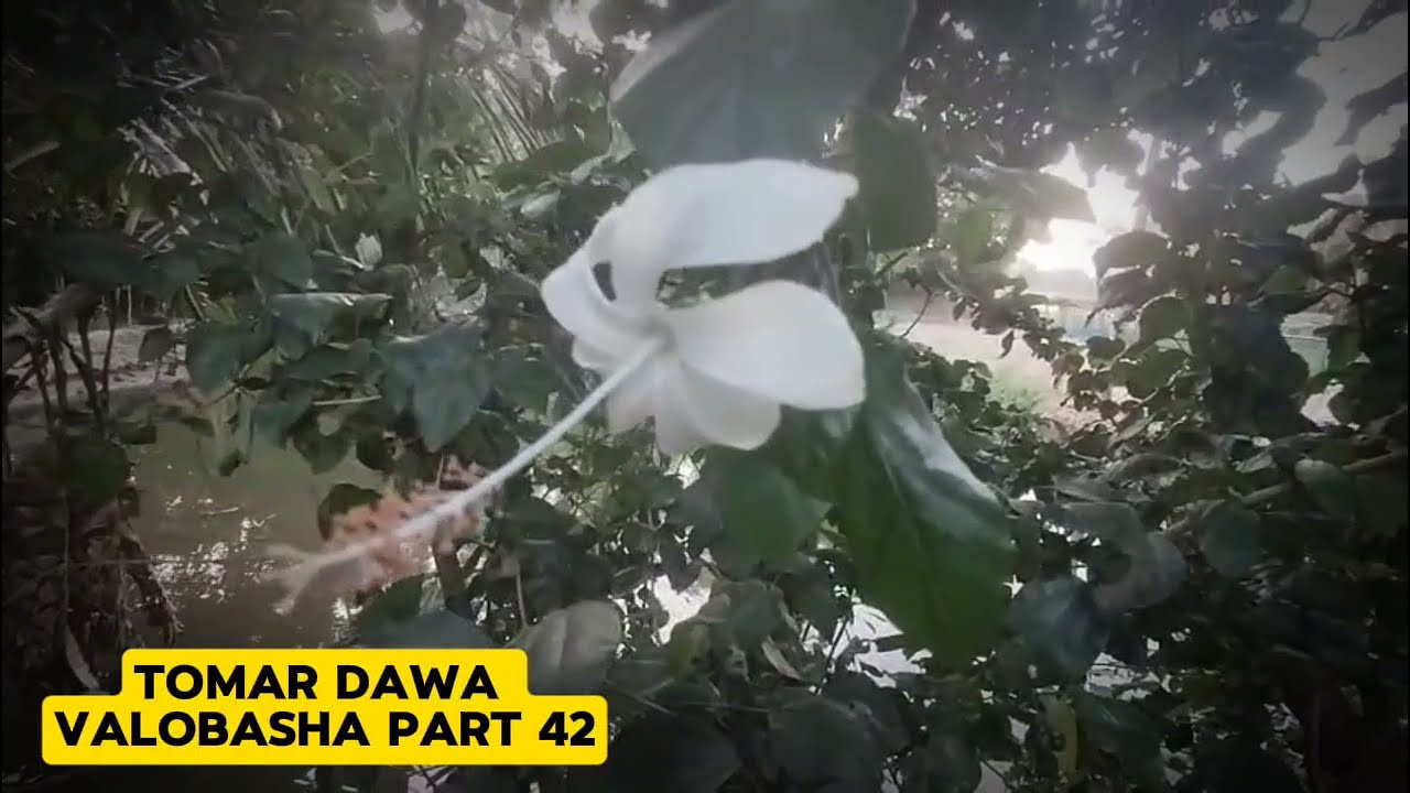New Story তোমার দেওয়া ভালোবাসা / Part ৪২ / motivated story  Tomar dawa Valobasha - Voice Jamil 00.1