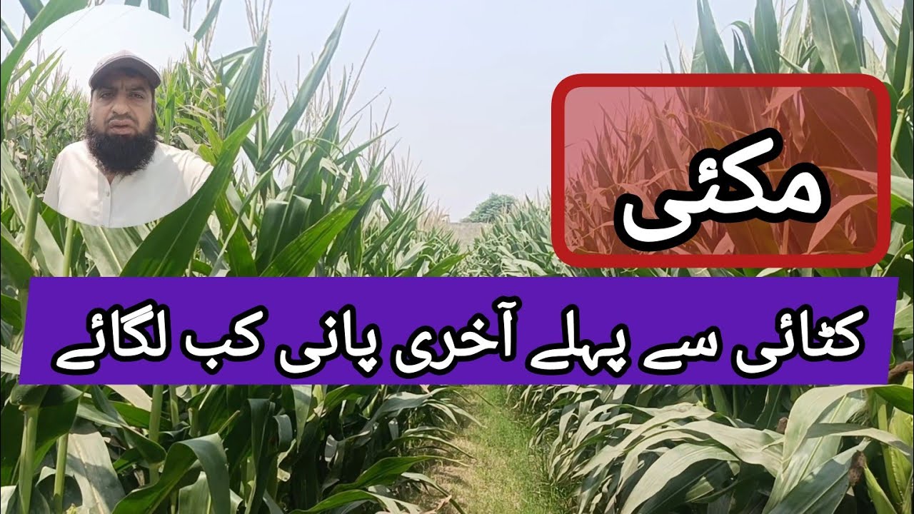 Maize crop last irrigation | When irrigation of maize should be stopped ||@agritalksbysaadat
