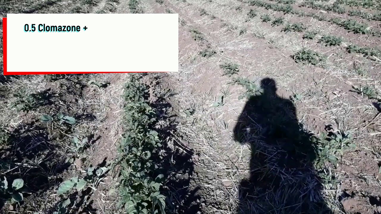 Successful Weed Control in Potatoes