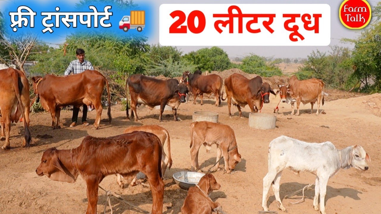 फ्री ट्रांसपोर्ट का धमाका! 😱 टॉप 6 गायें और 20 लीटर दूध, जल्दी देखें! 🐄🔥