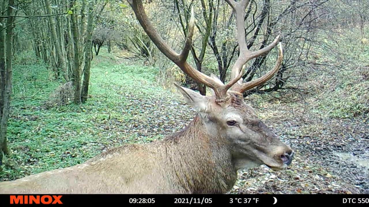 Egy vadkamera szemsz&ouml;g&eacute;ből 2