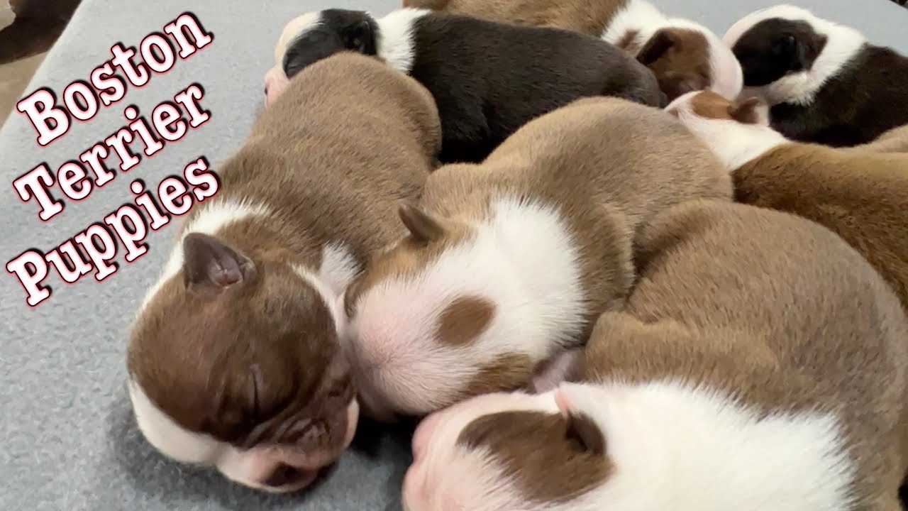 Boston Terrier Puppies 9 Days Old 2022