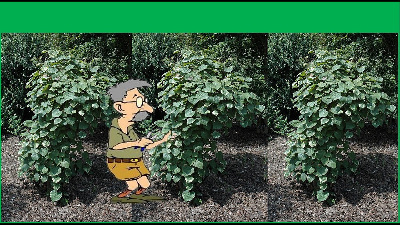 Prune Like a Pro:  Variegated Weeping Redbud