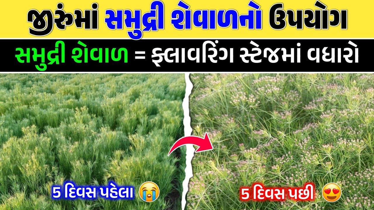 જીરુંના પાક માટે 'અમૃત' સમાન છે આ વસ્તુ | જાણો સમુદ્રી શેવાળના ફાયદા #ખેતી #જીરું 