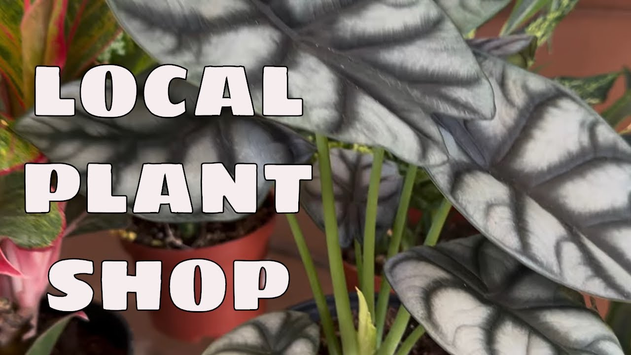 Hard to Find Houseplants at Bloom Garden Local Plant Shop Tour