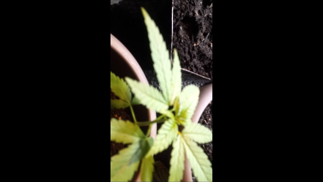 5 week old marijuana seedlings