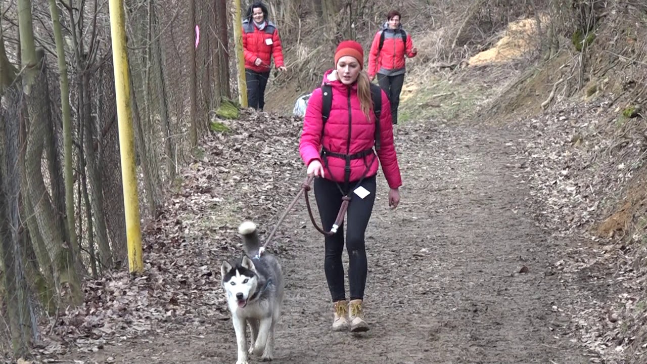 dogtrekking