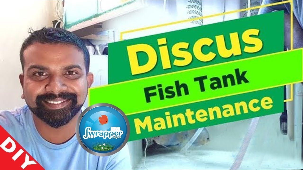 Discus Fish Tank Maintenance || Fish Tank Cleaning || Water Change
