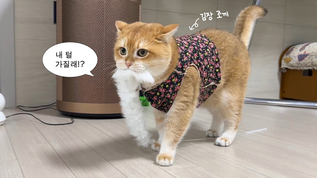 털 줍는 뚠땅뚱땅 고양이의 일상🧹 (조끼 사이즈 늘렸다...)